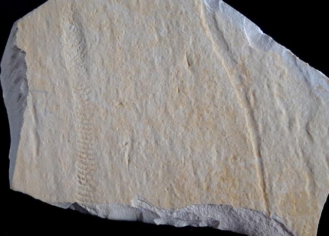 Rollspur eines Ammoniten (Perisphinctes) + Schleifspur indet. - Bild © FossNet FossilienStore